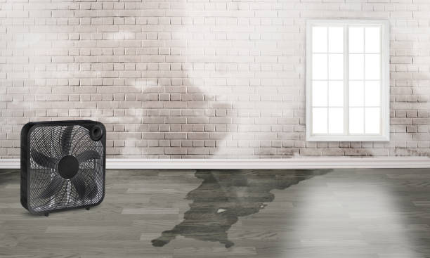 Best Basement water damage restoration  in Southeast Arcadia, FL